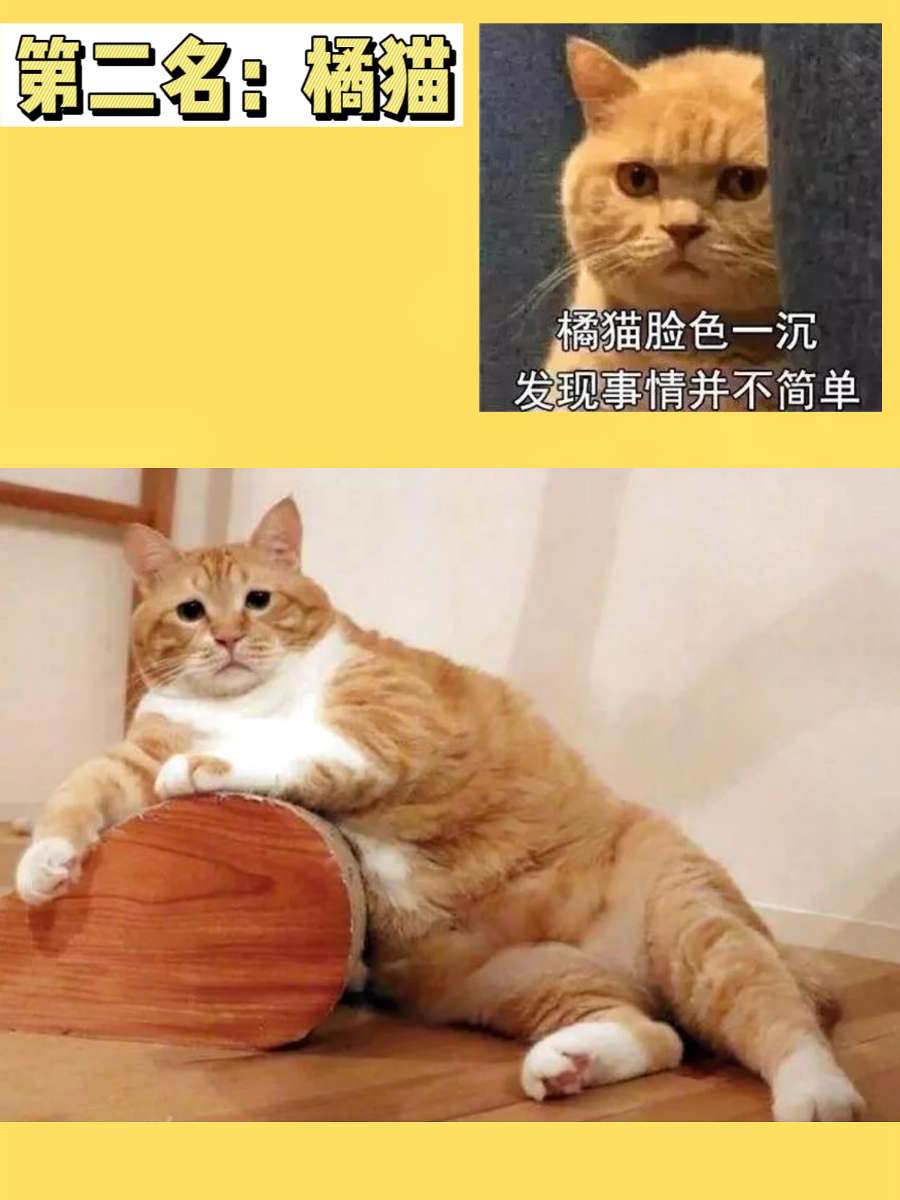 【第二名】橘猫 【第二名】橘猫