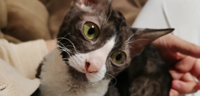养宠科普:柯尼斯卷毛猫性格怎么样? 养宠科普:柯尼斯卷毛猫性格怎么样?