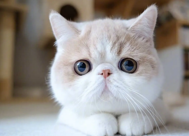 猫为什么喜欢嘬人手指-宠物网