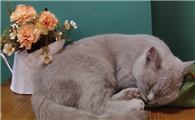 猫咪离开母猫为什么洗脸呢