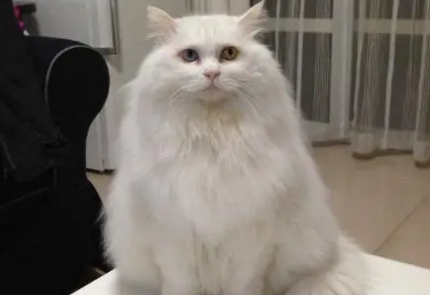 山东狮子猫得了猫瘟怎么治疗？猫瘟怎么痊愈？