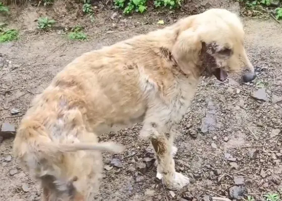 遍体鳞伤还有严重皮肤病的金毛犬，获救后，狗狗开心坏了