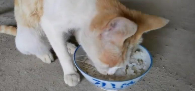 狸花猫吃米饭吗？新手需要注意什么？