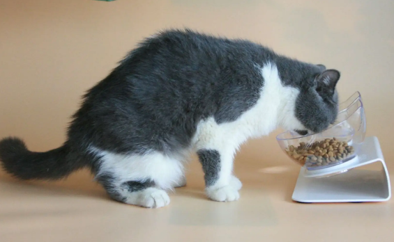 给猫咪为什么吃的都吐了 给猫咪为什么吃的都吐了
