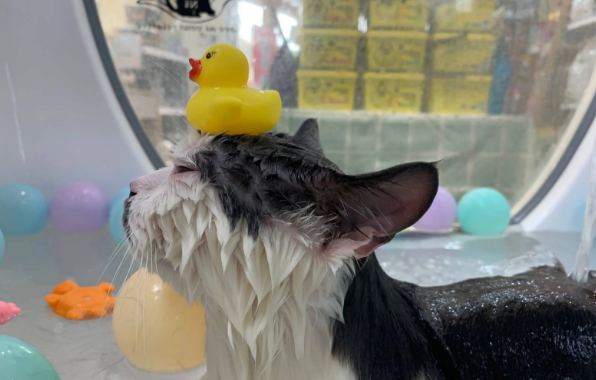 捡来的小猫可以养吗