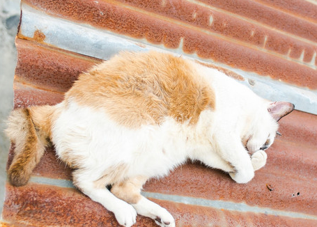 猫咪为什么跳到墙上睡觉呢