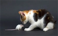猫咪老是往家叼老鼠为什么