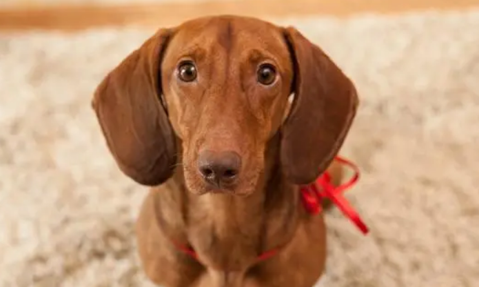 腊肠犬喜欢吃什么？你知道不？