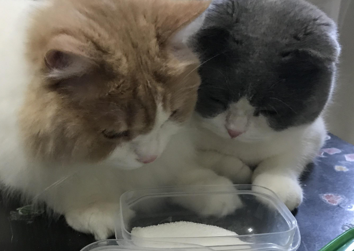 矮脚猫要吃软骨素吗为什么 矮脚猫要吃软骨素吗为什么