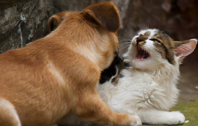 猫为什么无缘无故攻击狗