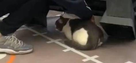 猫主子在家小霸王,出门秒变怂 猫主子在家小霸王,出门秒变怂