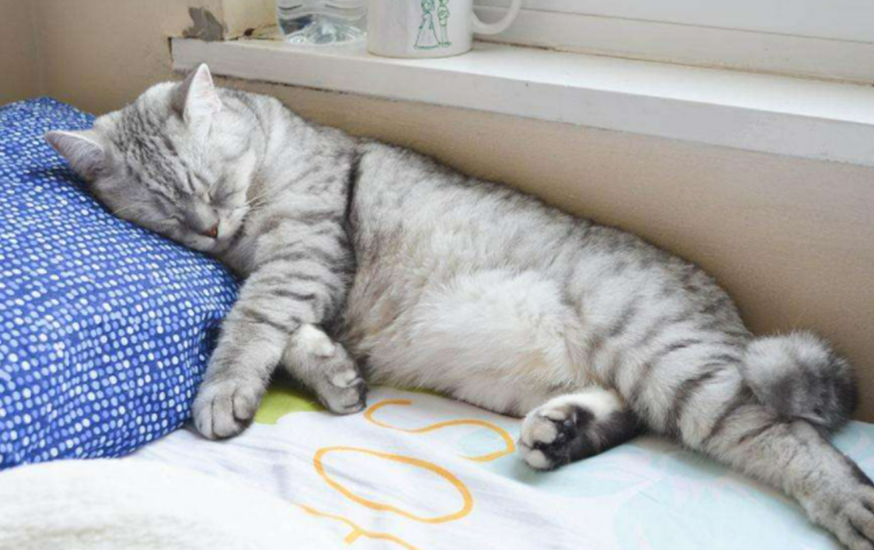 猫咪为什么老打哆嗦怎么回事