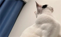 小猫会有腹肌吗