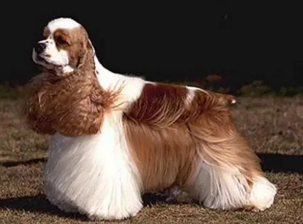 美国可卡犬有什么颜色?这些颜色太美了 美国可卡犬有什么颜色?这些颜色太美了
