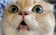 猫咪生产为什么张嘴呼吸不停