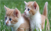 小猫很懒是正常的吗