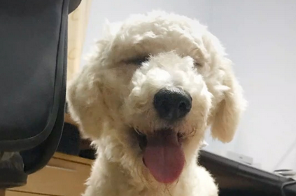 巨贵犬怎么吃才能胖起来？你们都清楚吗？