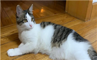 一个猫爱好者的经验:怎么训练狸花猫不咬人?