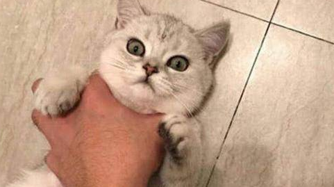 为什么有的小孩怕猫咪 为什么有的小孩怕猫咪