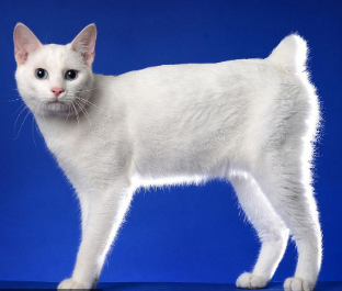日本短尾猫视网膜炎有什么症状？看这里~