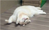 猫咪耳朵外面为什么是黑色的东西