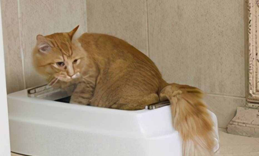 猫咪为什么有臭味