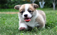 挑选幼犬需要注意什么