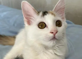 田园猫会发腮吗？想养的人来看看吧