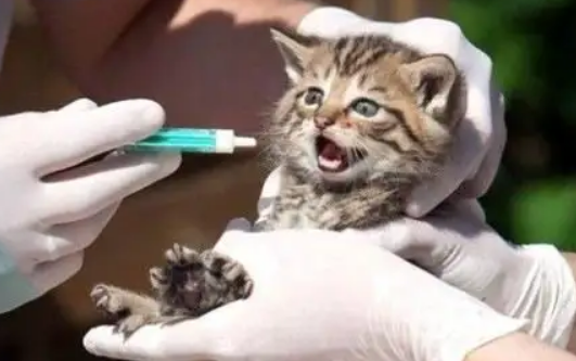 什么是猫三联,猫咪打猫三联可以预防哪些疾病? 什么是猫三联,猫咪打猫三联可以预防哪些疾病?
