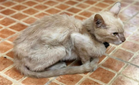 猫应激严重多久会死