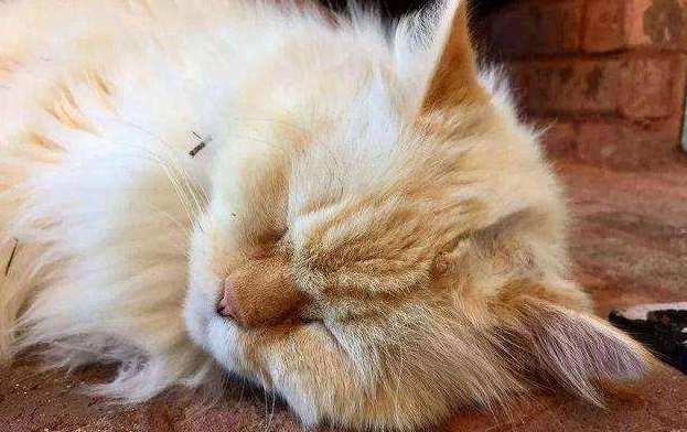 猫咪死后不能买卖的原因