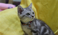猫咪的眼睛为什么那么漂亮