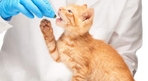 猫神经炎初期表现