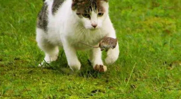 宠物猫抓到老鼠会吃吗