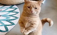 猫咪双脚不停踏步是为什么呢