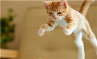 猫咪像打喷嚏一样一抽一