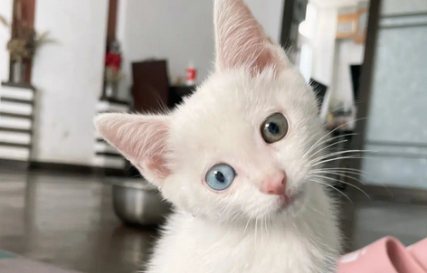 猫对中药感兴趣