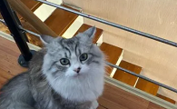 猫咪为什么总要跑楼上去