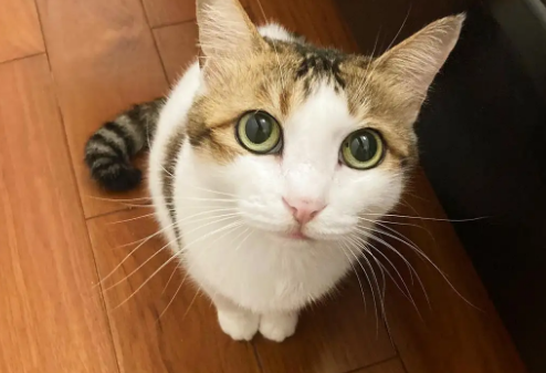 中华田园猫品种大全,橘猫竟然是中国的! 中华田园猫品种大全,橘猫竟然是中国的!
