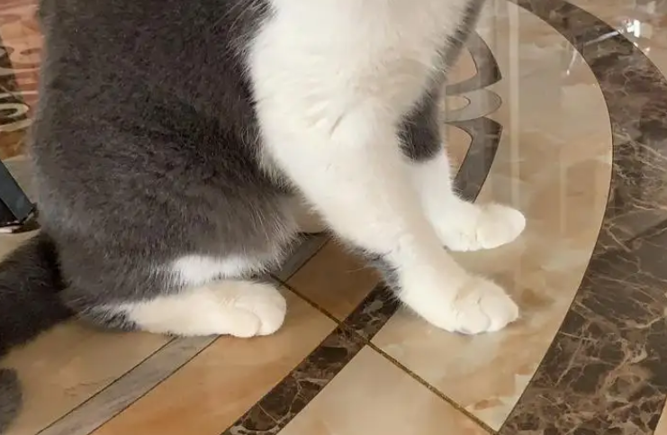 猫咪的脚为什么会弯着 猫咪的脚为什么会弯着