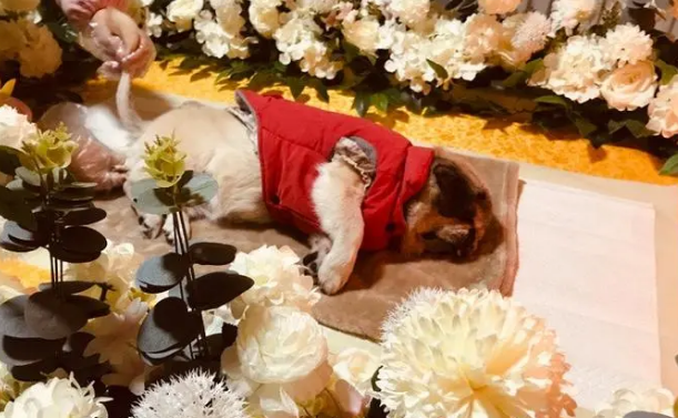宠物殡葬如何收费