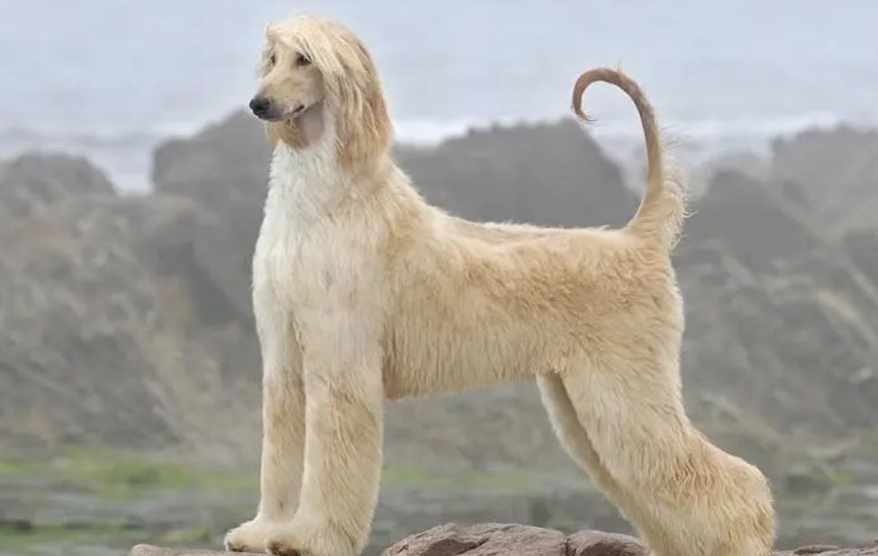 阿富汗猎犬怎么训练？一定要有耐心哦！