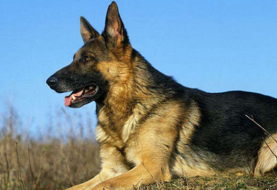 德国牧羊犬下崽吃什么？什么食物比较好？