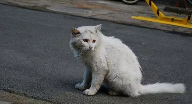宠物猫丢了还能找回来嘛 宠物猫丢了还能找回来嘛
