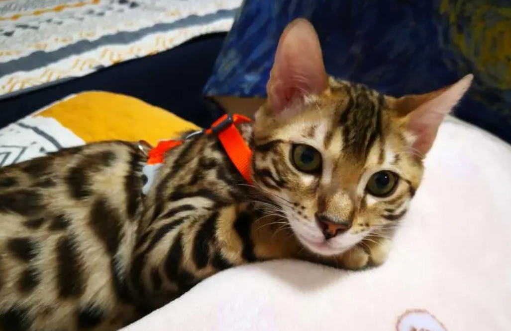 猫咪老是叫我撒娇是为什么呢 猫咪老是叫我撒娇是为什么呢