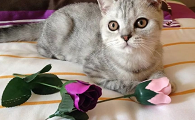 养猫咪可以养的花
