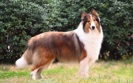 苏格兰牧羊犬寿命?这里有答案~ 苏格兰牧羊犬寿命?这里有答案~