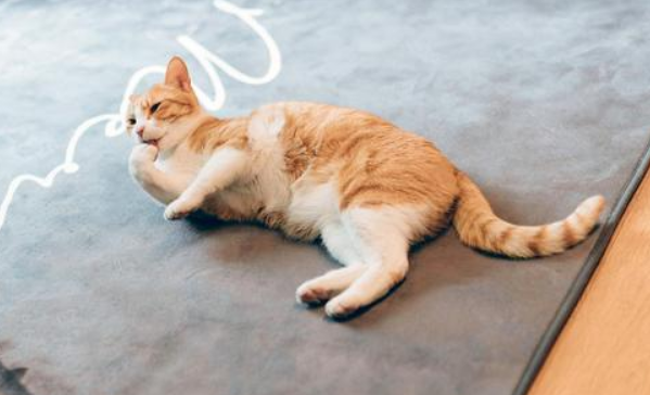 猫咪的叫声为什么那么令人愉悦