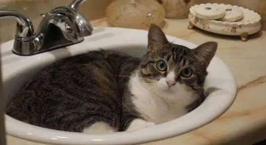 猫咪洗澡为什么不动就跑来跑去 猫咪洗澡为什么不动就跑来跑去