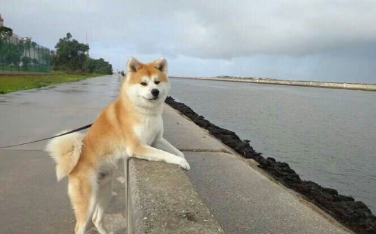 详解,秋田犬优缺点有哪些? 详解,秋田犬优缺点有哪些?